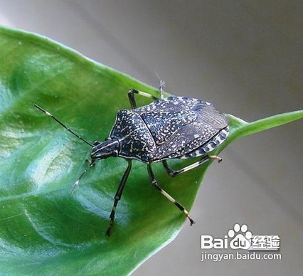 城市害虫