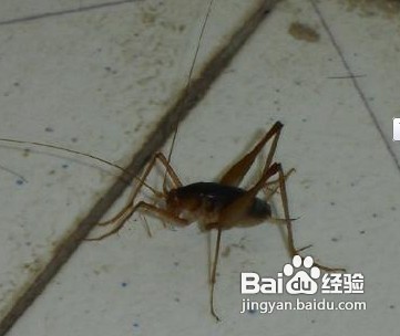 城市害虫
