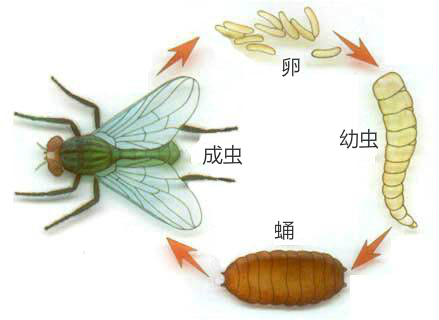 冬天苍蝇都到哪里去了？会被冻死吗？